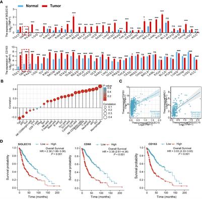 Dynamic change in Siglec-15 expression in peritumoral macrophages confers an immunosuppressive microenvironment and poor outcome in glioma